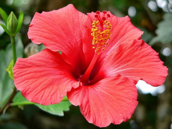 דירות Sainte-Clotilde Duplex Hibiscus מראה חיצוני תמונה